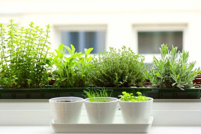 640 windowsill herb garden zimmerkuechekabinett