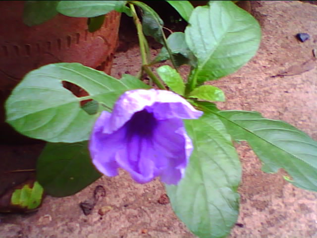 mandhara wild flower 2012