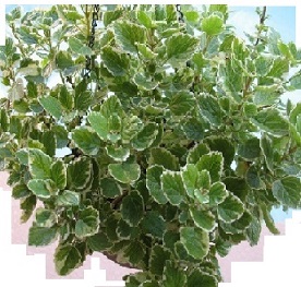 swedish ivy green and white