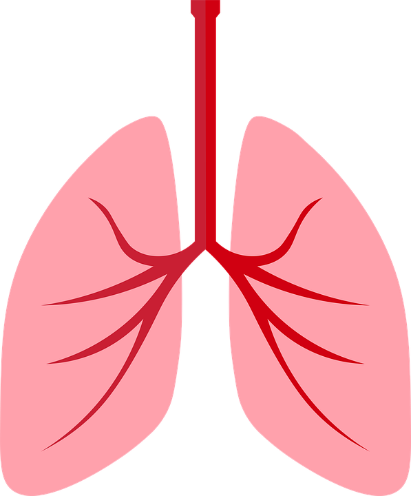 Breath Respiratory Organ Respiratory System Lungs 5883697