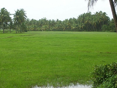 800px-Dakshina Kannada district during monsoon season