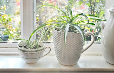 best-plants-indoor-chlorophytum-comosum ada596f9a675256f7ca6fc0f1eeddced 3x2 jpg 570x380 q85