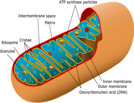 mitochondrion 600 may 2012