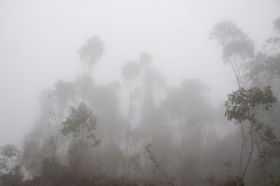 trees-in-fog-Munnar