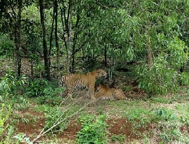 usha -pilikula  tigers