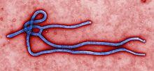 220px-Ebola virus virion