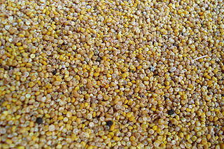 320px-Harvested seeds of homegrown Chenopodium quinoa