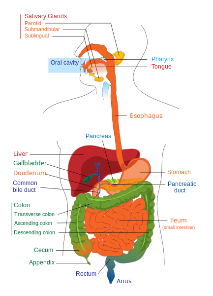 Digestive system diagram edit.svg