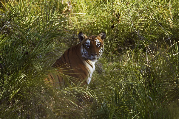 2012-bandipur-tiger
