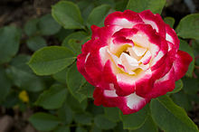Double Color rose
