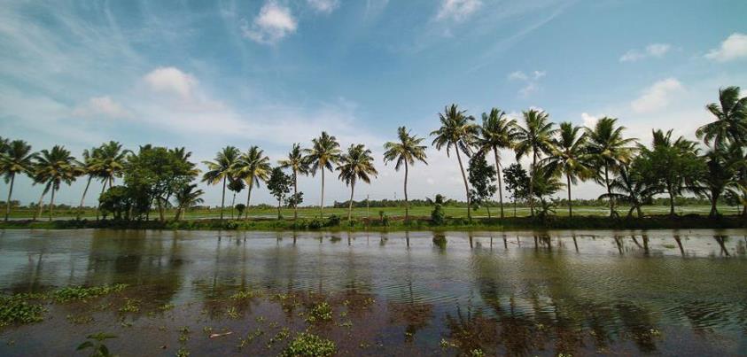 kerala coconut trees