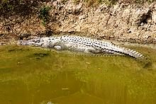 -Big croc