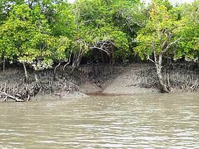 sundarban mangrove
